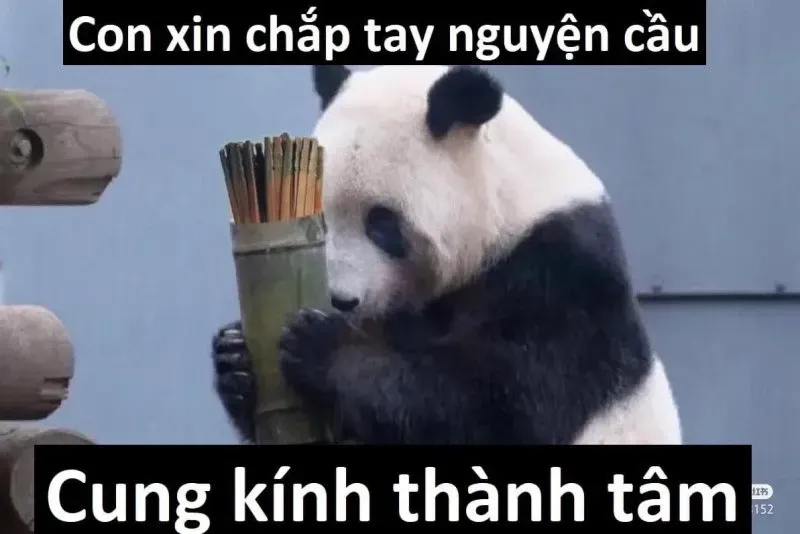 meme cầu xin 4