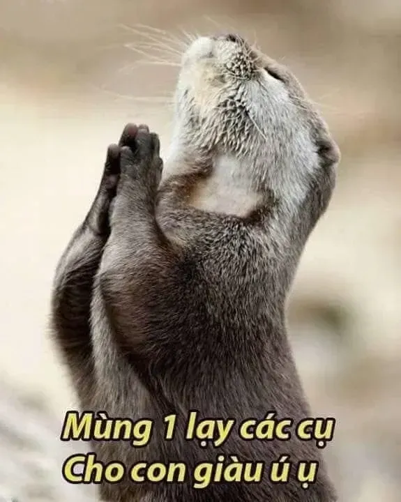 meme cầu xin 32