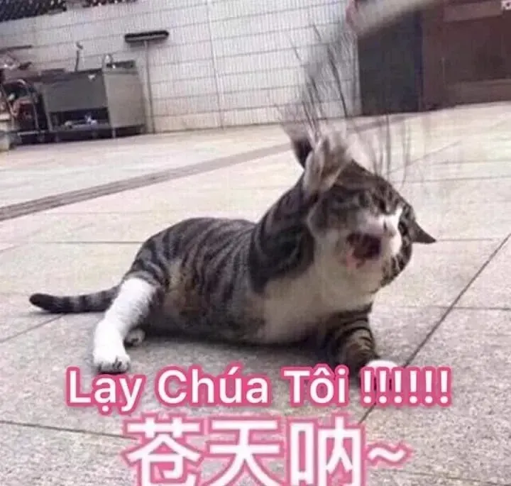 meme cầu xin 36