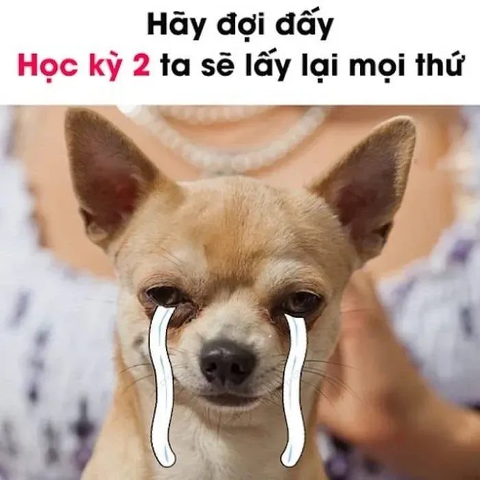 meme chờ đợi 36