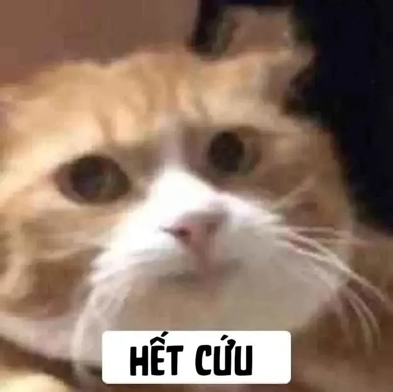 meme còn cứu được 22