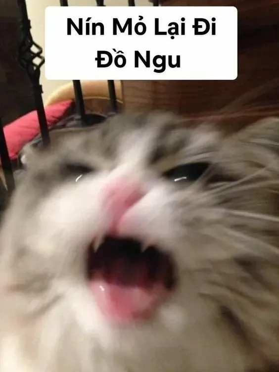 meme đau ở đây này 32