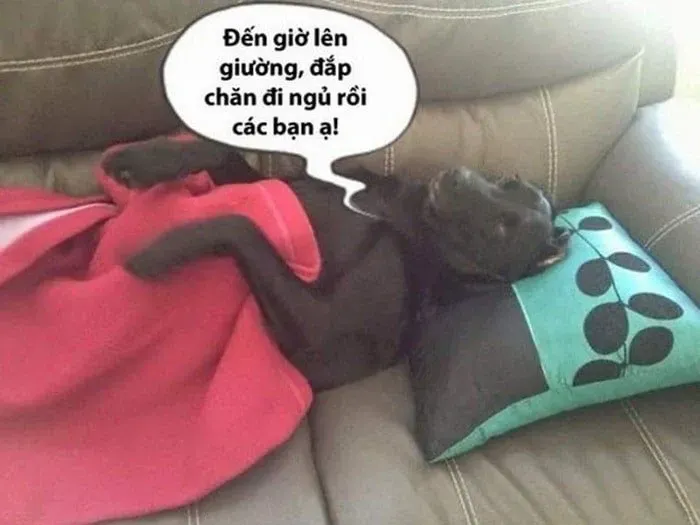 meme đi ngủ 5