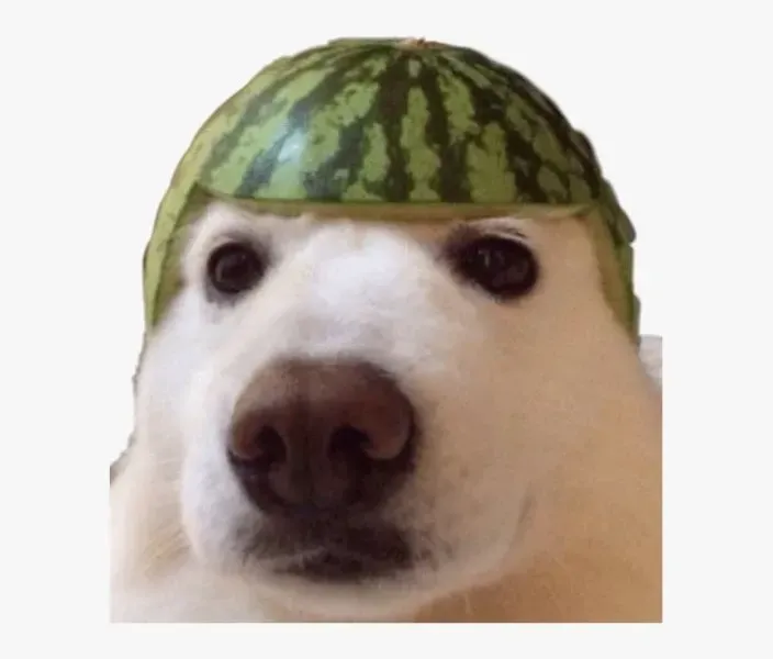 meme dog 28