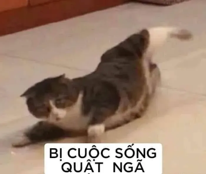 meme gục ngã 22