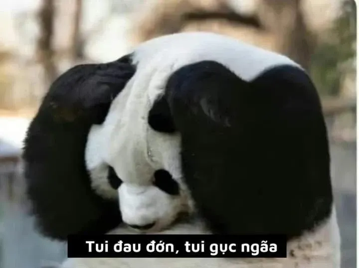 meme gục ngã 23