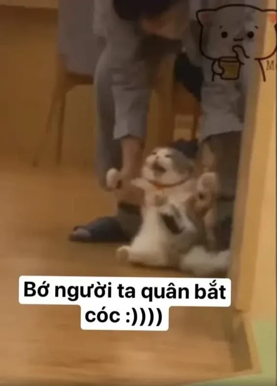 meme gục ngã 46