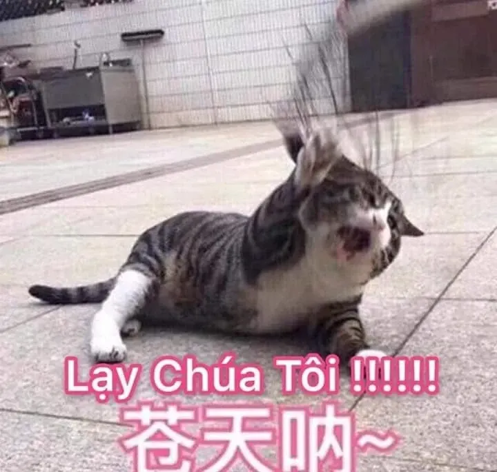 meme lạy 28