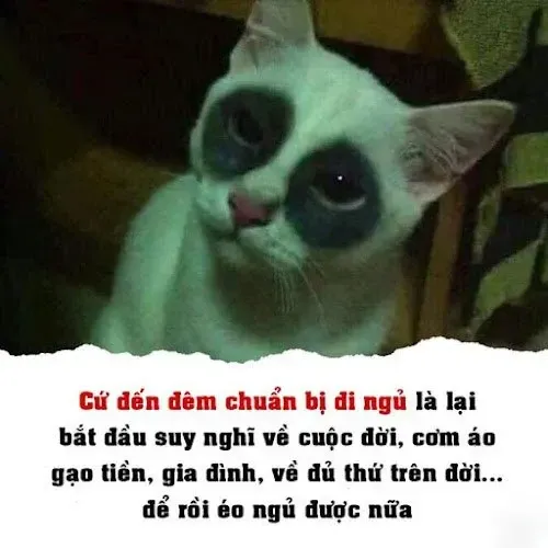 meme mất ngủ 28