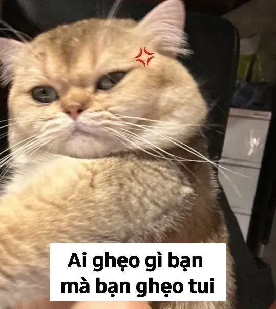 meme mèo buồn 7