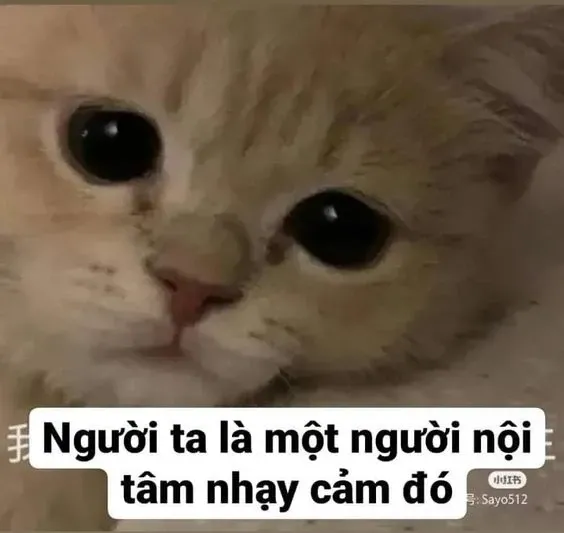 meme mèo buồn 24