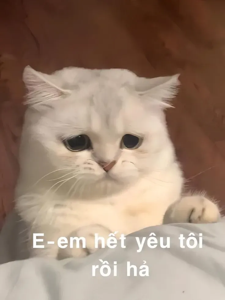 meme mèo xin lỗi 4