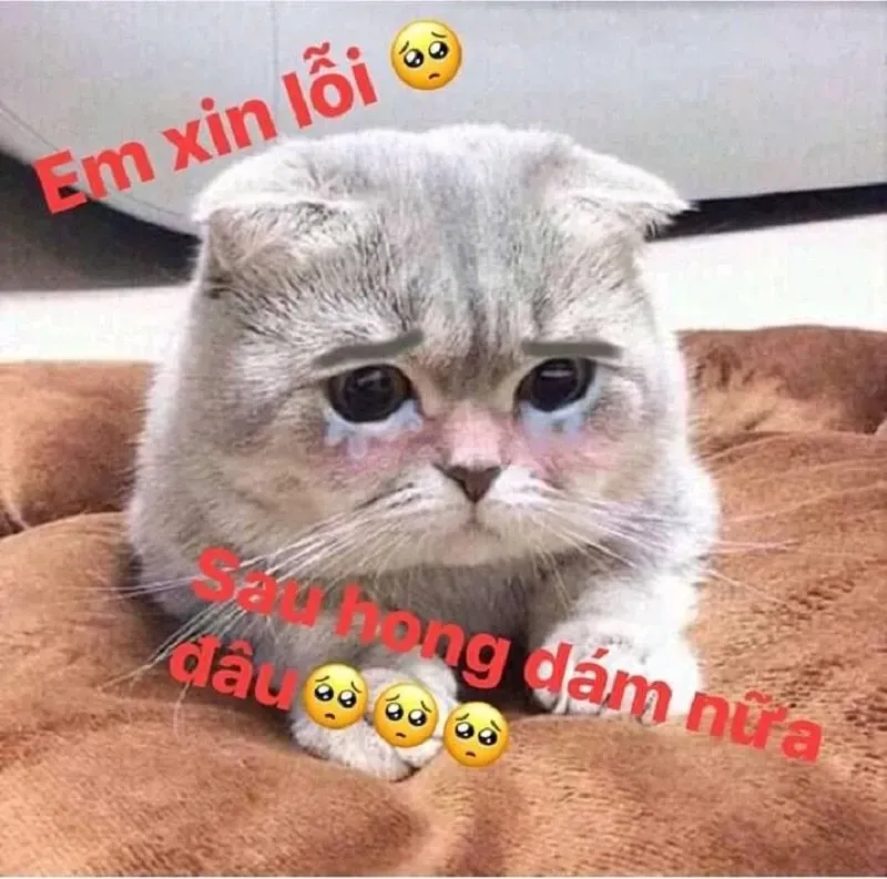 meme mèo xin lỗi 19