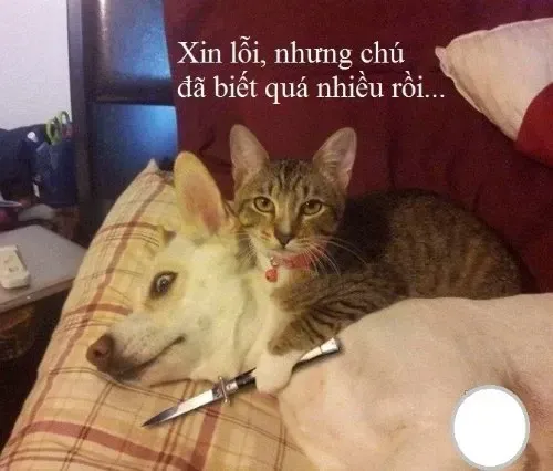 meme mèo xin lỗi 20