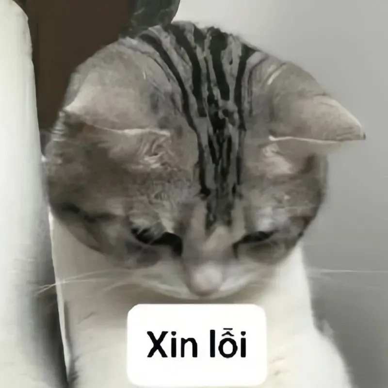 meme mèo xin lỗi 22