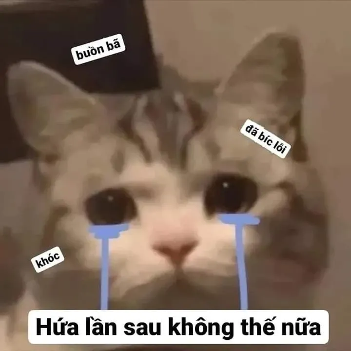 meme mèo xin lỗi 25