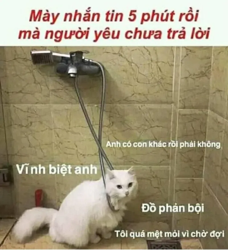 meme mèo xin lỗi 31