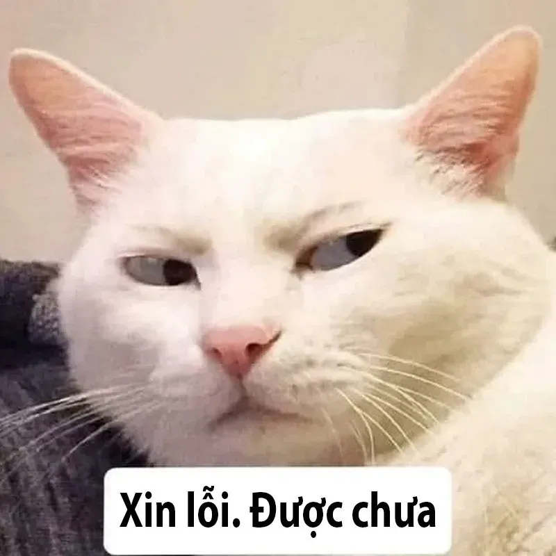 meme mèo xin lỗi 32