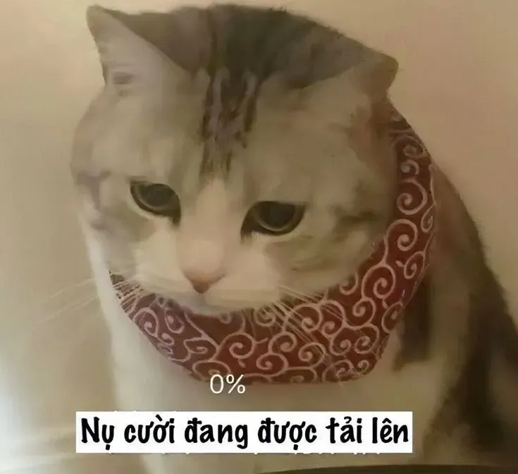 meme mèo xin lỗi 37