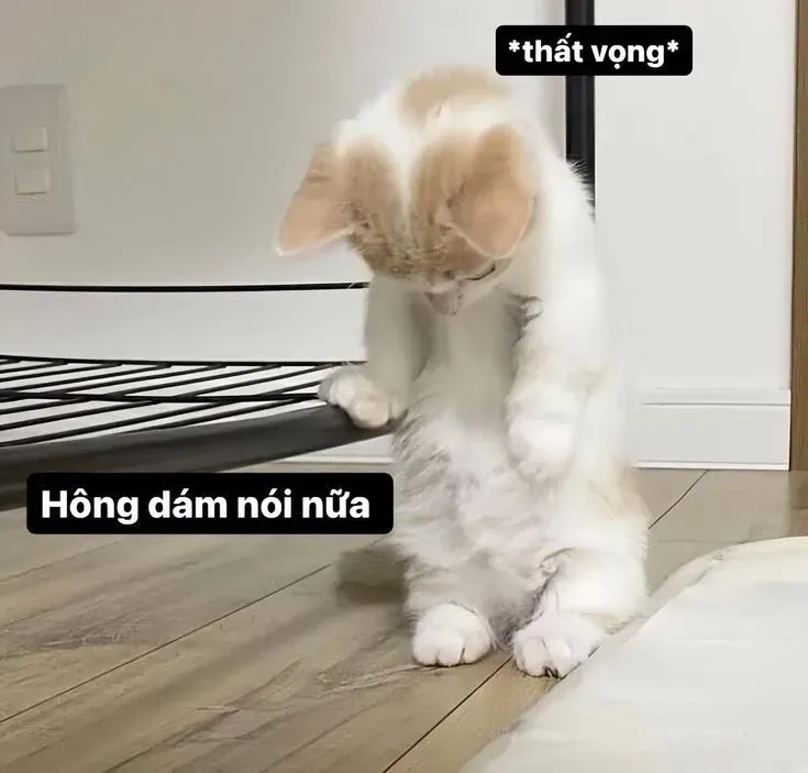 meme mèo xin lỗi 43