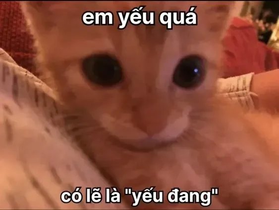 meme thả thính 2