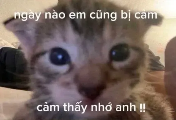 meme thả thính 24