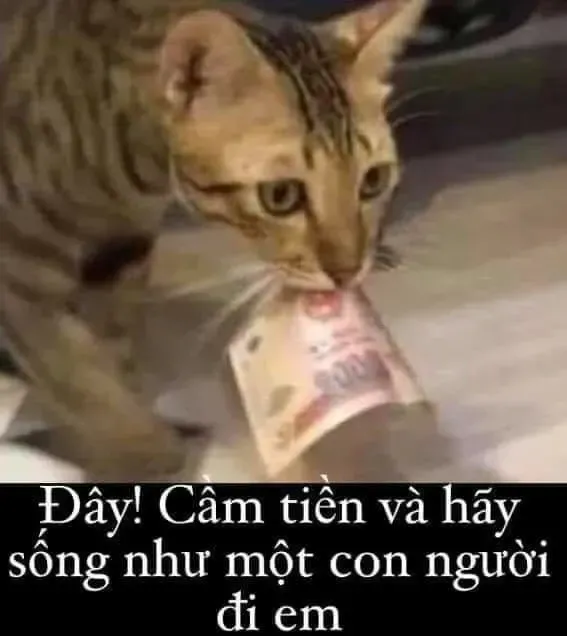 meme tiền 31