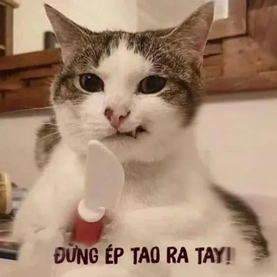 meme từ chối 3