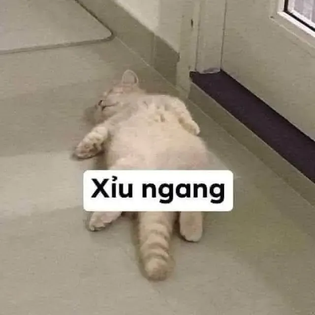 meme xỉu 13