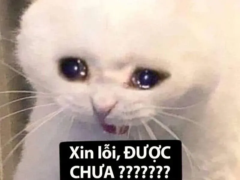 meme xúc động 31