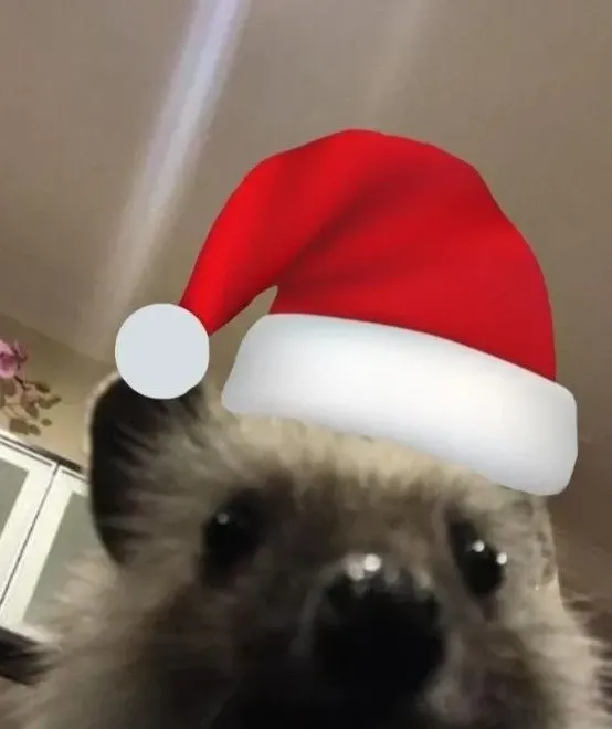 mèo noel meme 24