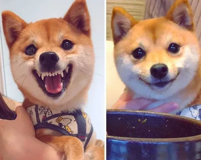 shiba meme 2