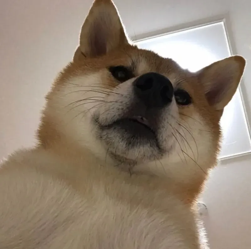 shiba meme 3