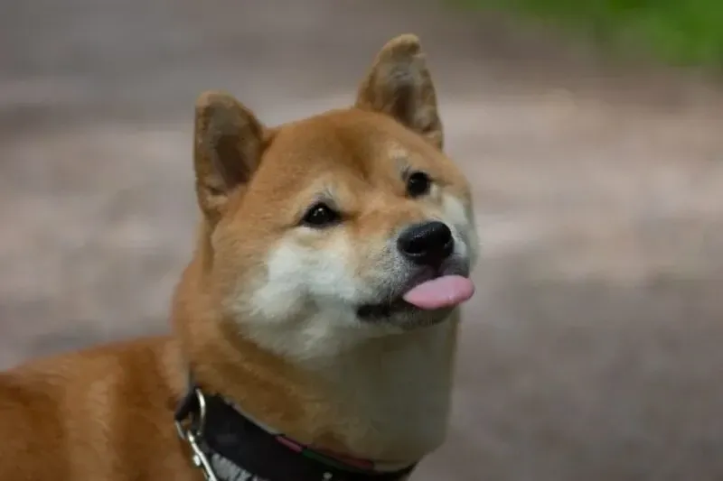 shiba meme 5