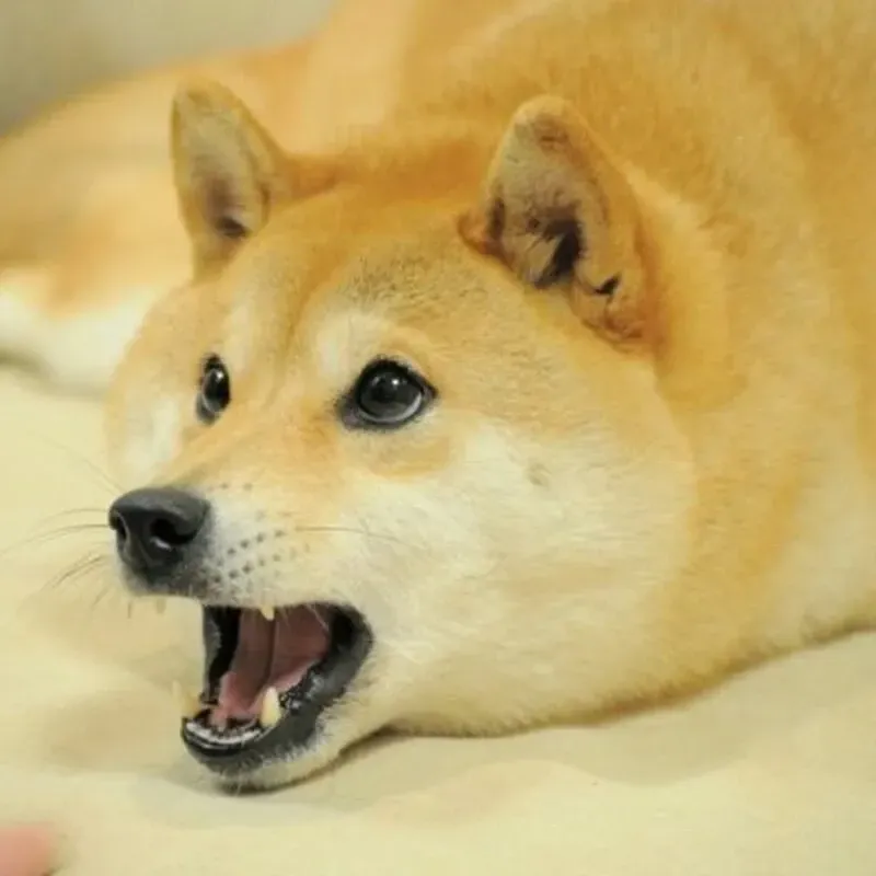 shiba meme 6