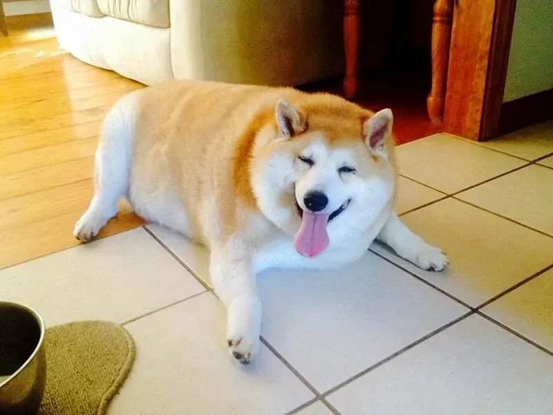 shiba meme 8