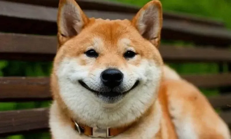 shiba meme 28