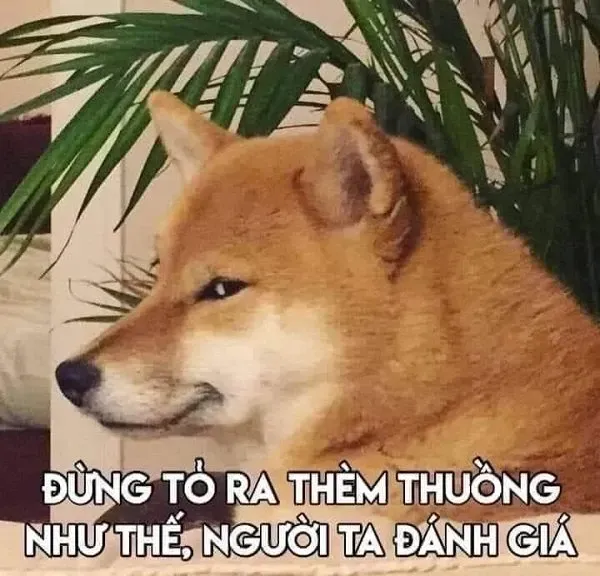 shiba meme 45