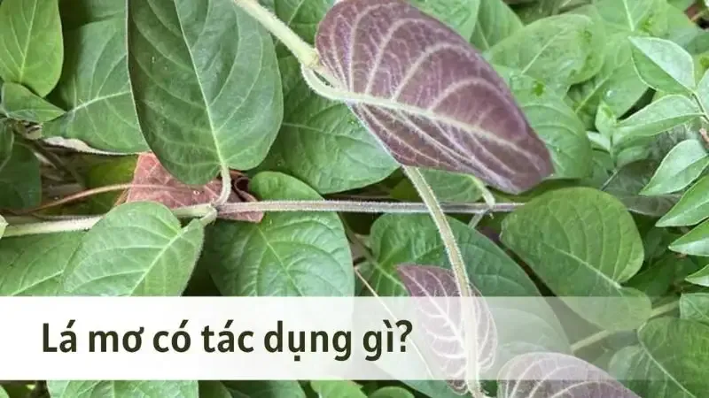  tác hại của lá mơ lông 5