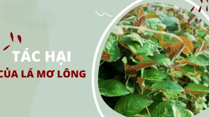  tác hại của lá mơ lông 6