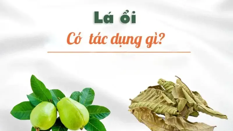 tác hại của lá ổi  3