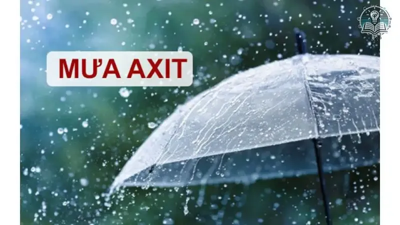 Tác hại của mưa axit 5