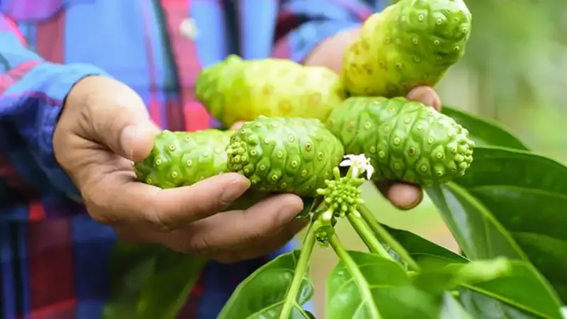 tác hại của trái nhàu 3