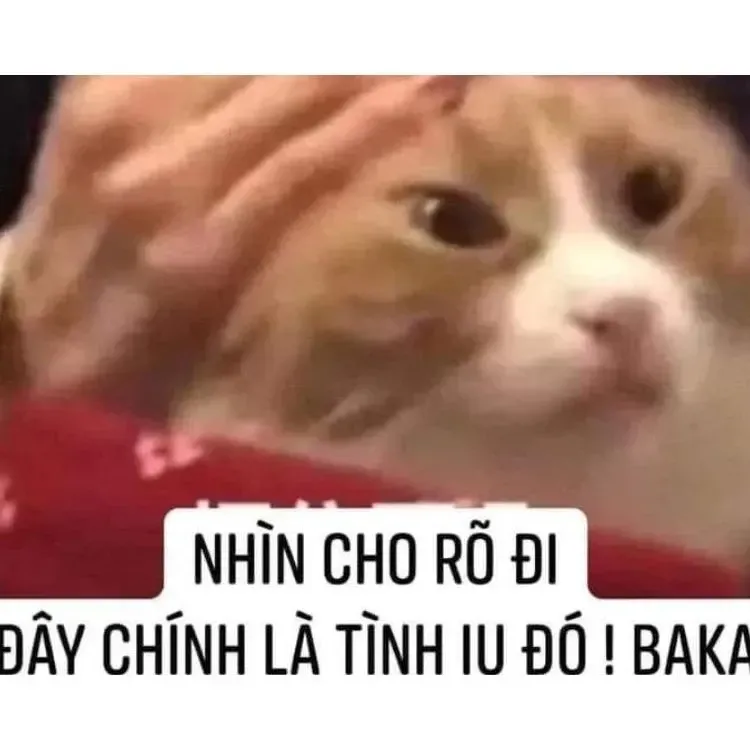 yêu meme 24