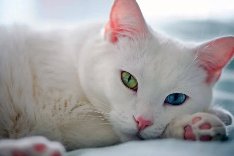 Avatar mèo cute mang lại cảm giác vui tươi và dễ thương cho người xem