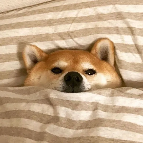 Avatar chó shiba ngầu giúp bạn nổi bật với phong cách mạnh mẽ