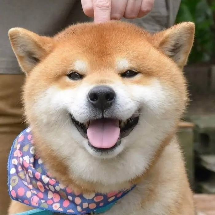 Avatar chó husky mang đến sự mạnh mẽ và lạnh lùng cho bạn