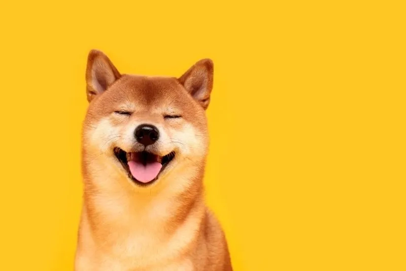 Hình nền chó con dễ thương mang đến không gian dễ thương và dễ chịu