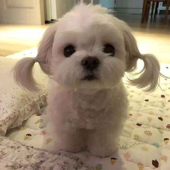 Hình nền chú chó dễ thương tạo không gian dễ chịu và đáng yêu