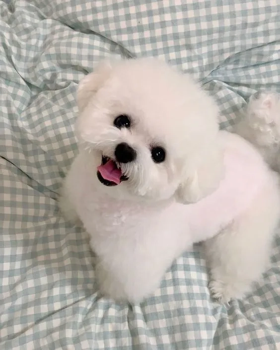 Hình nền chó shiba mang đến không gian đẹp mắt và dễ thương cho bạn